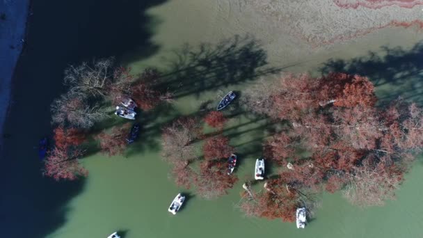 Swamp cypress trees in the lake. Sukko, cypress trees lake, Russia. — Stock Video