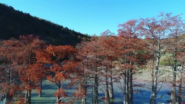 Lake with cypress trees in Sukko, Russia. Autumn, aerial view. — Stock Video