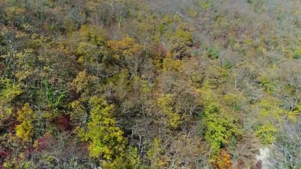 Outono, floresta decídua, árvores amareladas . — Vídeo de Stock