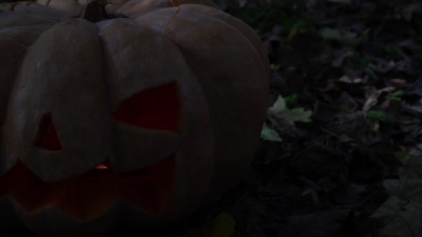 Eng pompoen, een symbool van de herfstvakantie Halloween. Jack lantaarn. — Stockvideo