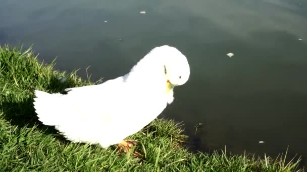 Білий гусак біля озера . — стокове відео