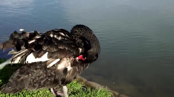 Black Swan tüyleri ayrılmadın göl kenarında. — Stok video
