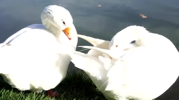 Zwei weiße Gänse am Ufer des Sees preen ihre Federn. — Stockvideo