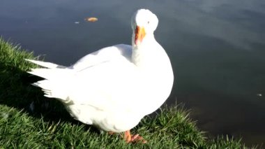 Tüyleri preening bir beyaz kaz Gölü yakınındaki.