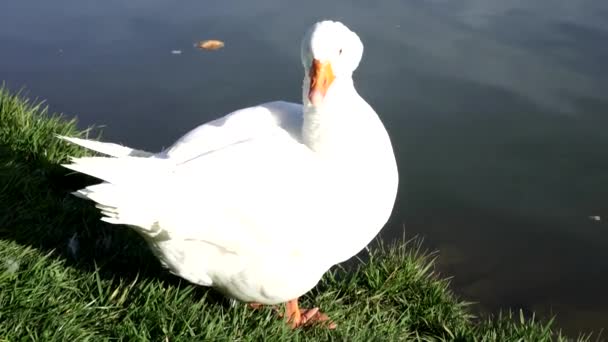Білий гусак біля озера, що запобігає його пір'їнню . — стокове відео