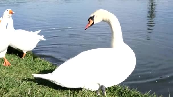 Bílá labuť a husy na jezeře. — Stock video