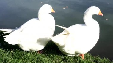 İki beyaz kaz Gölü.