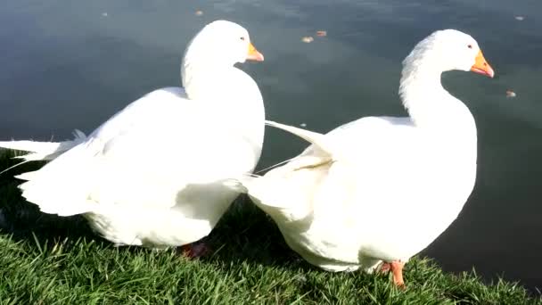 Две белые козы на озере . — стоковое видео