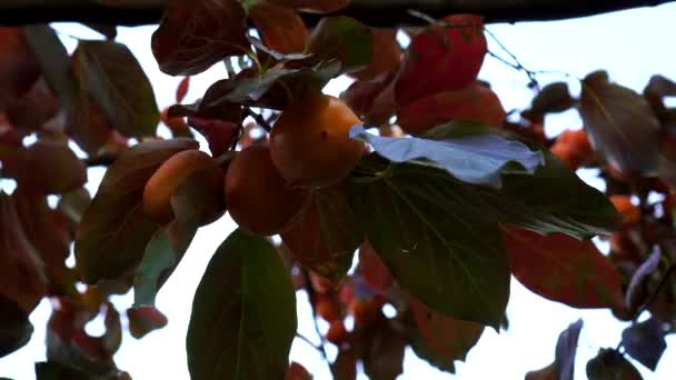 El caqui crece en un árbol . — Vídeos de Stock