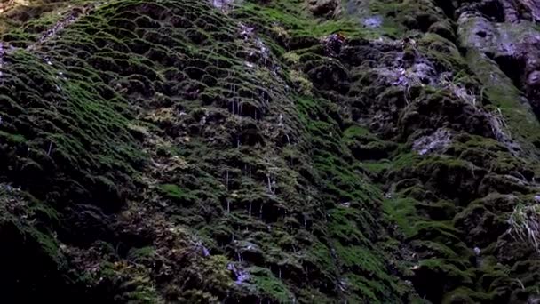 Schöner Wasserfall. Wassertropfen fließen die Klippe hinunter. — Stockvideo