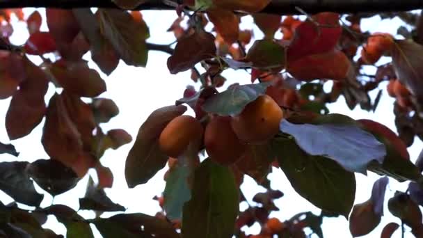 Persimmon przybrania na drzewie. Żółty persimmon na gałęzi drzewa. — Wideo stockowe