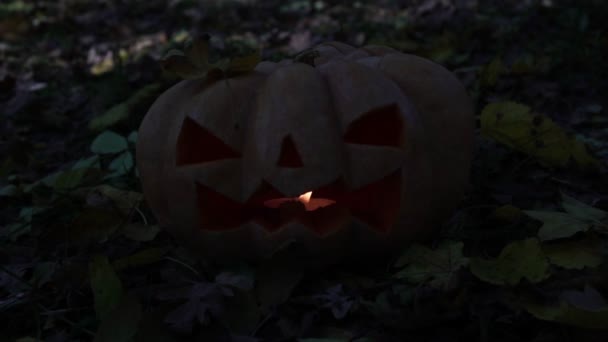 Skrämmande glödande pumpa, Jacks lykta. Höstlov Halloween. — Stockvideo