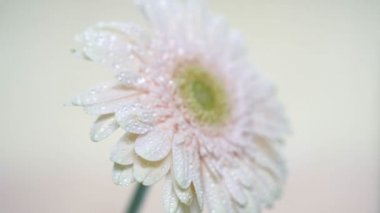 Narin pembe gerbera çiçek.