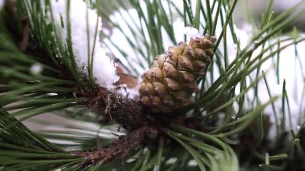 Пихта или кедровый конус зимой в снегу . — стоковое видео