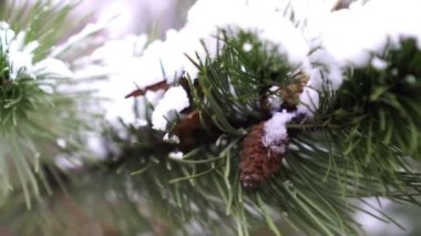 Kış, kar, çam kozalağı veya Ladin yakın çekim.