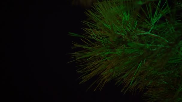 A green branch of spruce or pine at night on a black background. — Stock Video