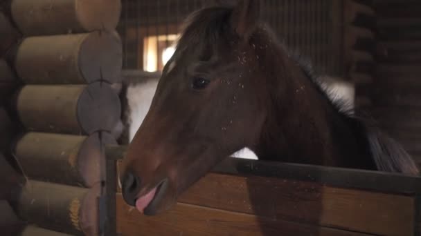 En brun föl häst i ett stall på en gård. — Stockvideo