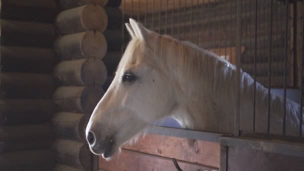 Caballo está en un establo en una granja. Cabeza de caballo, primer plano . — Vídeos de Stock