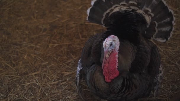 Een Turkije op een boerderij in de schuur. Grote Turkije closeup. — Stockvideo