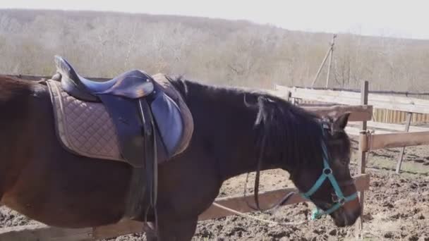 Een paard op de boerderij gekoppeld aan een hedge. — Stockvideo