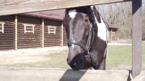 Paard op de boerderij. Paard in de buurt van de stal. — Stockvideo