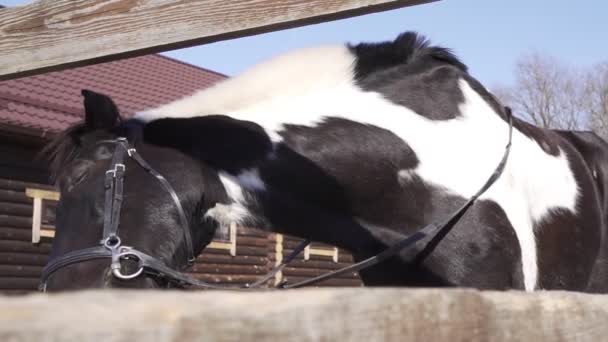 Koně na farmě, pomalý pohyb. — Stock video