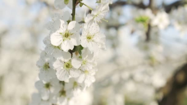 Весна, квітуча яблуня, повільний рух. Квітуче фруктове дерево . — стокове відео