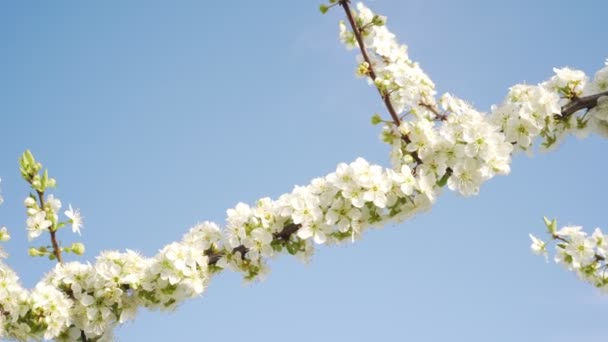 Flowering branch of a tree against a blue sky, spring and nature.