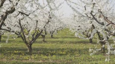 Bahar, elma ağaçları ve ağaçlar, güzel bahçe, doğal arka plan çiçeklenme.