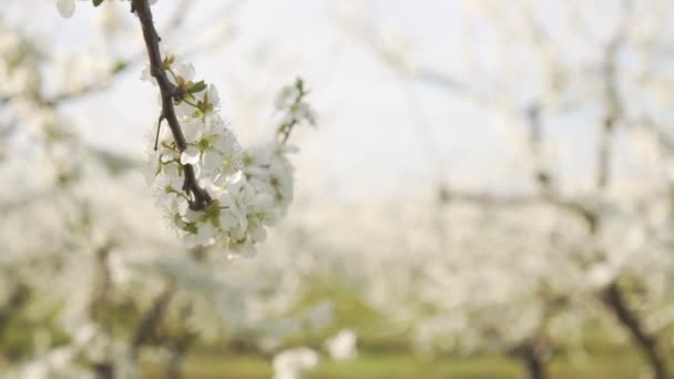 Árbol con flores en primavera, primer plano . — Vídeo de stock