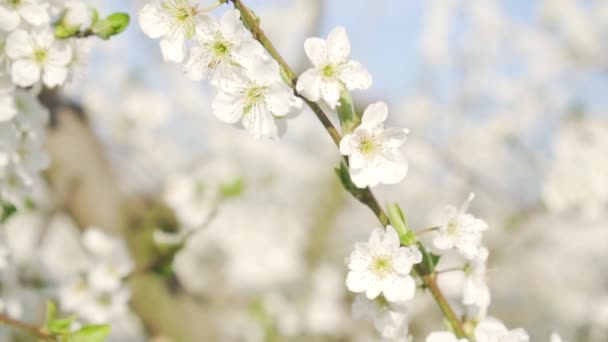 Lente natuur, bloeiende appelboom en bomen, close-up. — Stockvideo