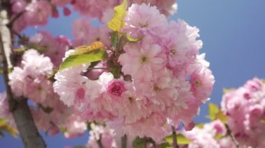 Bahar, doğa çiçek açar. Baharda güzel çiçekli ağaç.