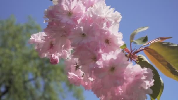 Hermoso árbol rosa que florece contra el cielo . — Vídeo de stock