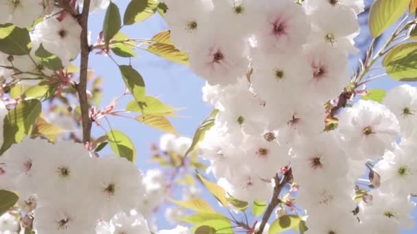 Vår, natur blommar. Vackra vita blommor på trädet. — Stockvideo