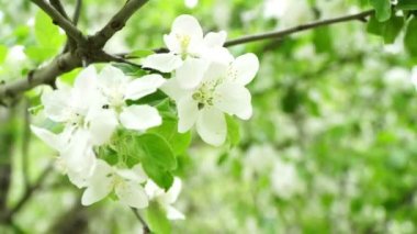 Yeşil yaprak, bahar ve doğa arka planında beyaz çiçekli ağaç..