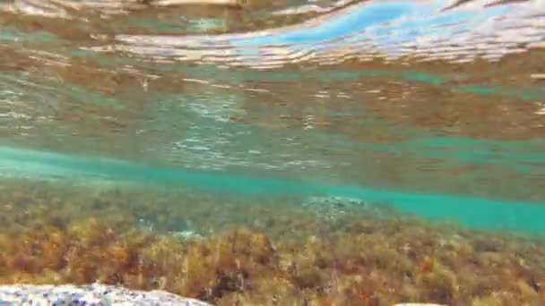 Mar transparente y algas, filmación de video bajo el agua . — Vídeo de stock