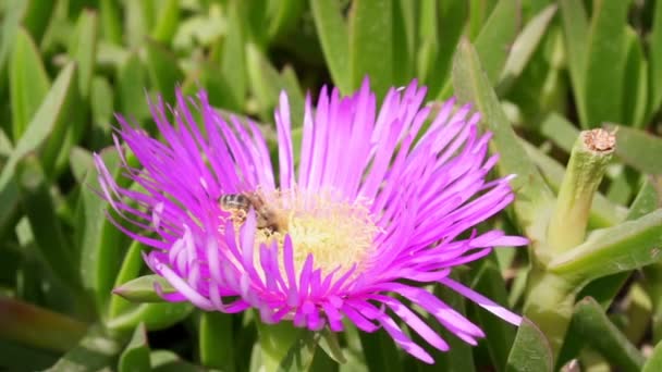 Bee sitter på en blomma, Wild Bee, pollinering, närbild. — Stockvideo