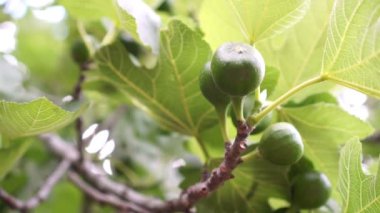 Ağaçta yeşil incir, yakın çekim.