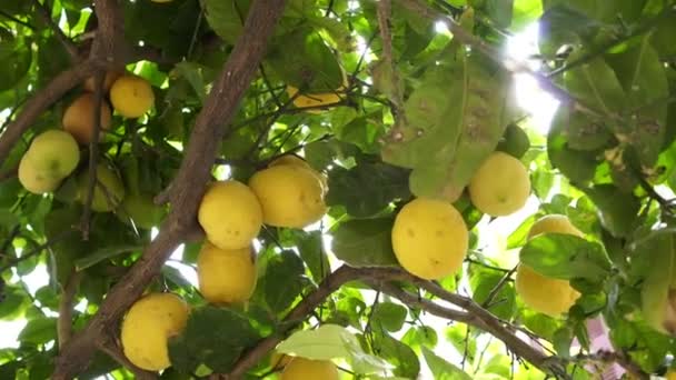 Citronträd, gula citroner hängande på grenarna, närbild. — Stockvideo