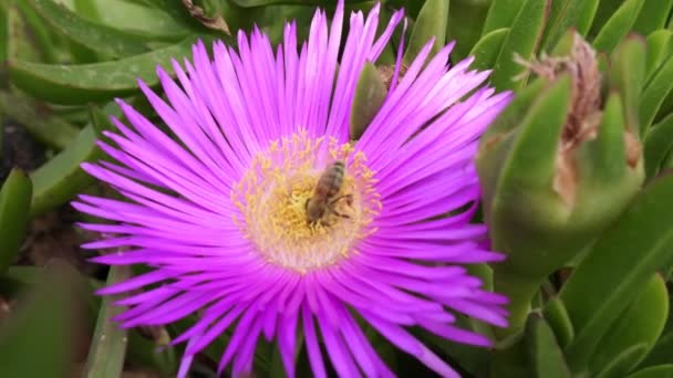 Una abeja poliniza una flor rosa, una abeja en una flor . — Vídeo de stock