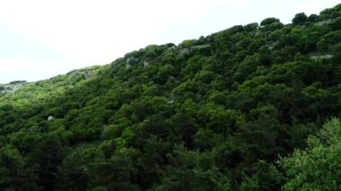 Havadan çekilmiş: yeşil tepe, ağaçlar ve orman.