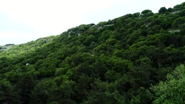 Luchtfoto: groene heuvel, bomen en bos. — Stockvideo