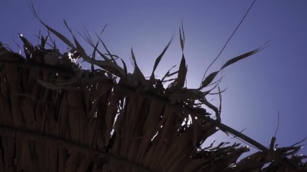 Rayos uns brillan a través de las hojas de la palma de un paraguas tropical . — Vídeo de stock