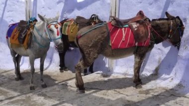 Turist eşekleri. Santorini, Yunanistan, geleneksel turistik gezi.