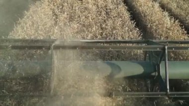 Hasat buğday birleştirin. Makara, yakın çekim, yavaş çekim.