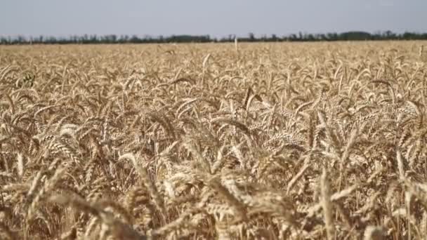 Спелые колоски пшеницы. Пшеничное поле . — стоковое видео