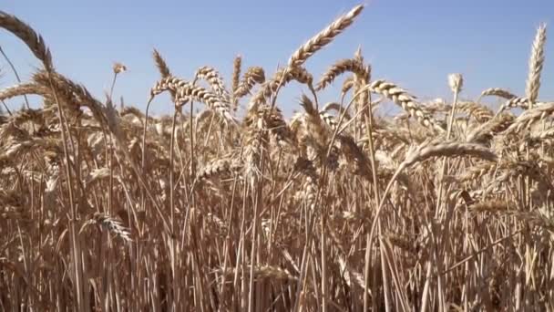 Orelhas douradas de trigo, cereais, câmera lenta . — Vídeo de Stock
