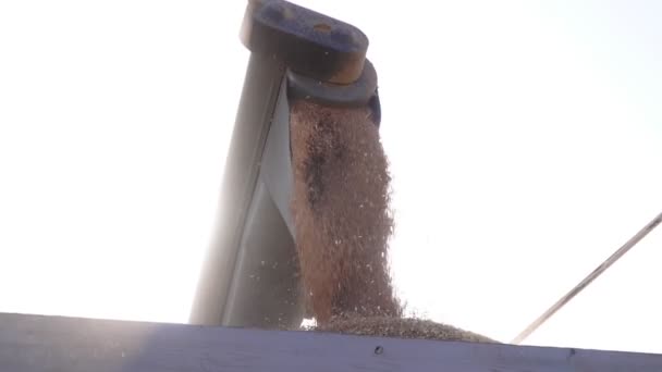 Agricultura, cosecha. Combinar espolvorea trigo en el coche . — Vídeos de Stock