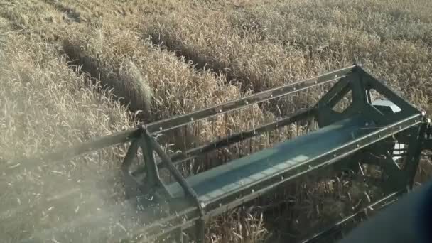 Сбор урожая, сельское хозяйство. Комбинат кошения пшеницы в поле . — стоковое видео