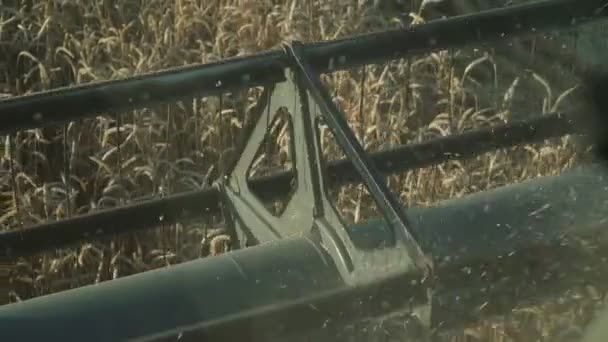 Weizenernte, Getreideernte. Arbeiten in Nahaufnahme kombinieren. — Stockvideo